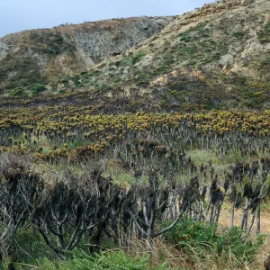Coreopsis, near rock jetty, Northeast coast, San Nicolas Island