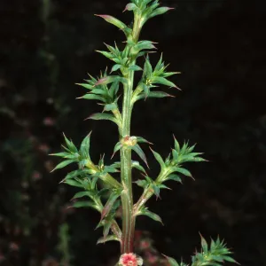 Salsola kali pontica, metric site/Beach Road, San Nicolas Island