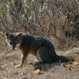 island fox, Kurt Road, Catalina Island
