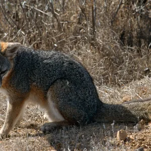 island fox, Kurt Road, Catalina Island