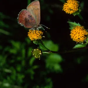 Western Elfin on Bidens pilosa, Tunnel Road, Santa Barbara County