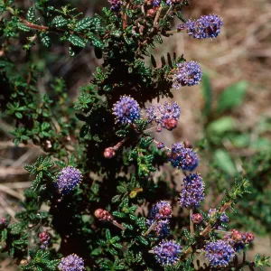 Ceanothus, (California Lilac) 1140 Tunnel Road, Santa Barbara County