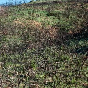 Matilija Canyon burn, Ventura County