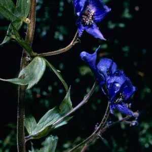Aconitum, Onion Valley, Inyo County