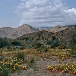 Malacothrix, South end, Joshua Tree, San Bernardino County
