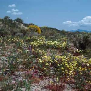 Malacothrix, Lupinus (Lupine), South of Joshua Tree, San Bernardino County