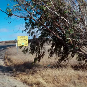 Eucalyptus globulus, San Clemente National Forest, San Clemente Island