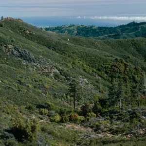 South of botanical area, upper Salmon Creek, Lions Den, Monterrey County