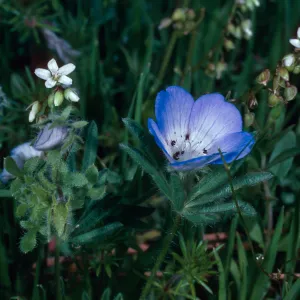 Nemophila, Catway Road, Santa Barbara County