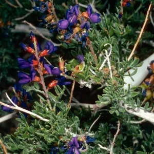 Dalea fremontii, Saline Valley, Northern Mojave Desert, Death Valley National Park, Inyo County