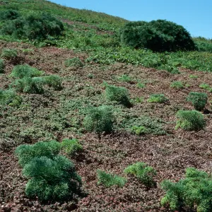 Coreopsis seedlings in Mesembryanthemun crystallinum, North Peak, Sanata Barbara Island