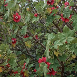 Lavatera, research station, Northwest end, San Miguel Island