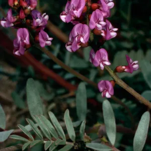 Astragalus, Blair Valley, Anza-Borrego State Park, San Diego County