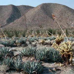 Agave deserti (Desert agave) , Opuntia biglelovii, Anza-Borrego State Park, San Diego County