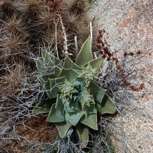 Dudleya (liveforevers), Ghost Mountain, Anza-Borrego State Park, San Diego County