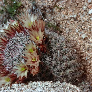 Mammilarria, Ghost Mountain, Anza-Borrego State Park, San Diego County