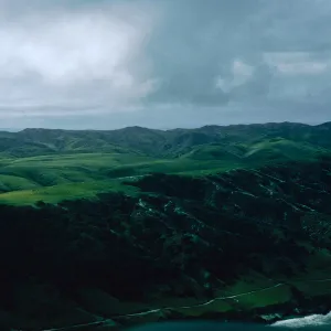 Torrey Pines, Beechers Bay, Santa Rosa Island