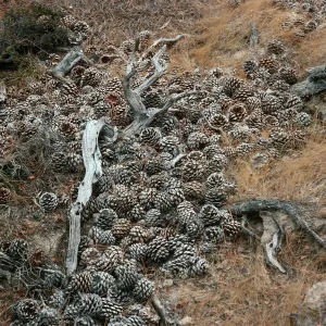 Torrey Pine cones, Santa Rosa Island
