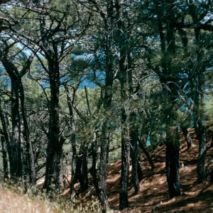 Torrey Pines, Santa Rosa Island