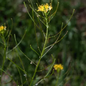 Sisymbrium irio, Santa Barbara Botanic Garden