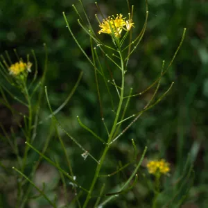 Sisymbrium irio, Santa Barbara Botanic Garden