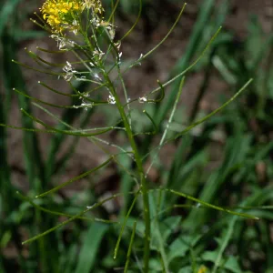 Sisymbrium irio, Santa Barbara Botanic Garden