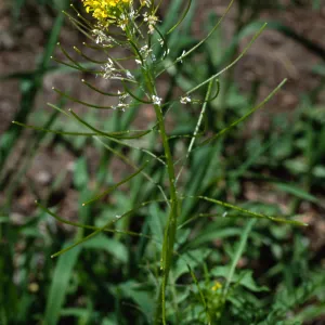 Sisymbrium irio, Santa Barbara Botanic Garden