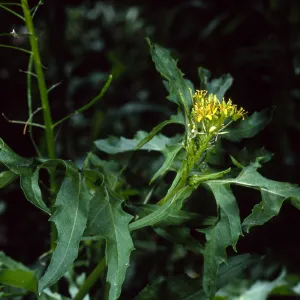 Sisymbrium irio, Santa Barbara Botanic Garden