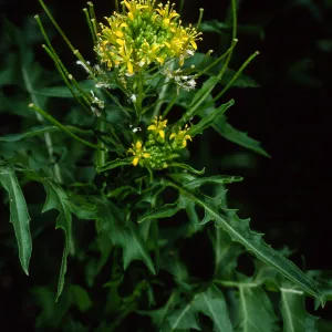 Sisymbrium irio, Santa Barbara Botanic Garden