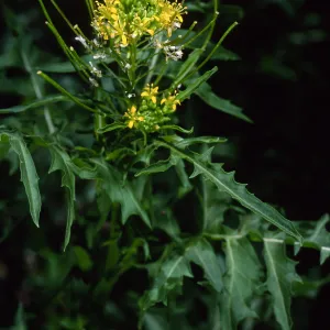 Sisymbrium irio, Santa Barbara Botanic Garden