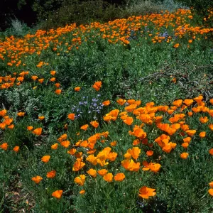 Escscholzia californica, Santa Barbara Boranic Garden