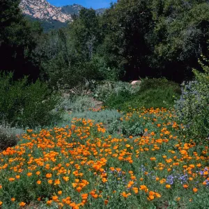 Escscholzia californica, Santa Barbara Boranic Garden