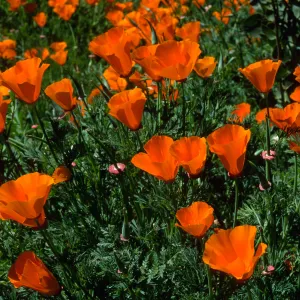 Escscholzia californica, Santa Barbara Boranic Garden