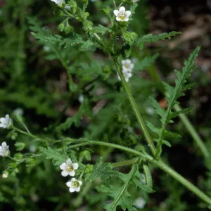 Uncaptioned slide, likely SBBG