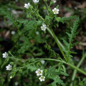 Uncaptioned slide, likely SBBG