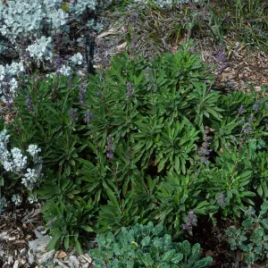 Salvia (Sage) ï¿½Daras Choiceï¿½, 88-24, Arroyo Section, Santa Barbara Botanic Garden