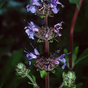Salvia ‘Daras Choice’, 88-24, Arroyo Section, Santa Barbara Botanic Garden