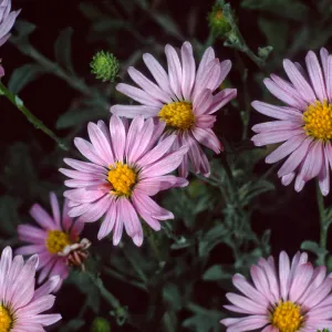  Lessingia filaginifolia ‘Silver Carpet’, Santa Barbara Botanic Garden