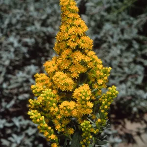 Solidago californica, Santa Barbara Botanic Garden