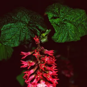 Ribes ‘Joyce Rose’, Acc# 95-52-1, B-25, Santa Barbara Botanic Garden