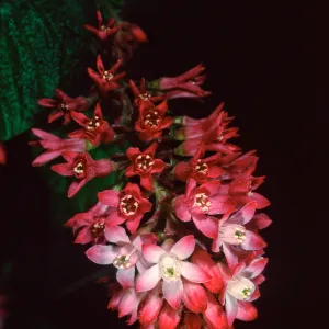 Ribes ‘Joyce Rose’, Acc# 95-52-1, B-25, Santa Barbara Botanic Garden