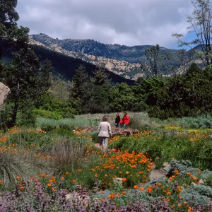 meadow, Santa Barbara Botanic Garden