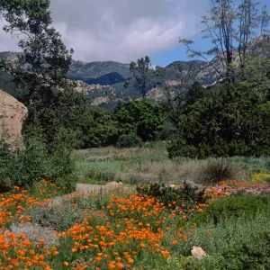 meadow, Santa Barbara Botanic Garden