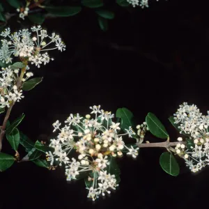 Ceanothus megacarpus insularis, Santa Barbara Botanic Garden