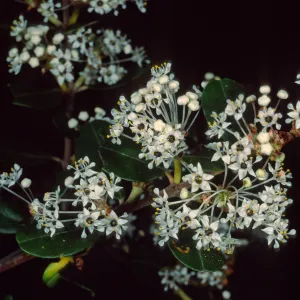 Ceanothus megacarpus insularis, Santa Barbara Botanic Garden