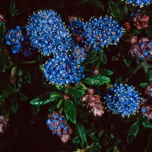 Ceanothus ‘Wheeler Canyon’, Santa Barbara Botanic Garden