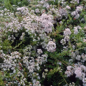 Eriogonum fasciculatum, Porter Trail, Santa Barbara Botanic Garden