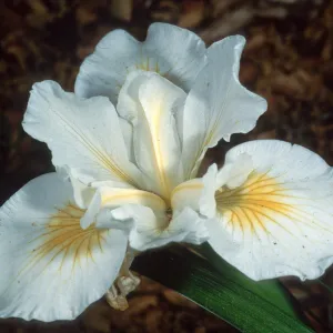 Iris Canyon Snow, Santa Barbara Botanic Garden