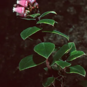 Arctostaphylos cv. hearstiiorum, Santa Barbara Botanic Garden