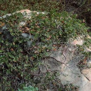 Arctostaphylos cv. hearstiiorum, Santa Barbara Botanic Garden